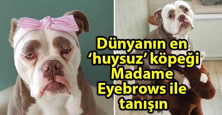 ozgur_gazete_kibris_Fenomen_kopek_Madame_Eyebrows