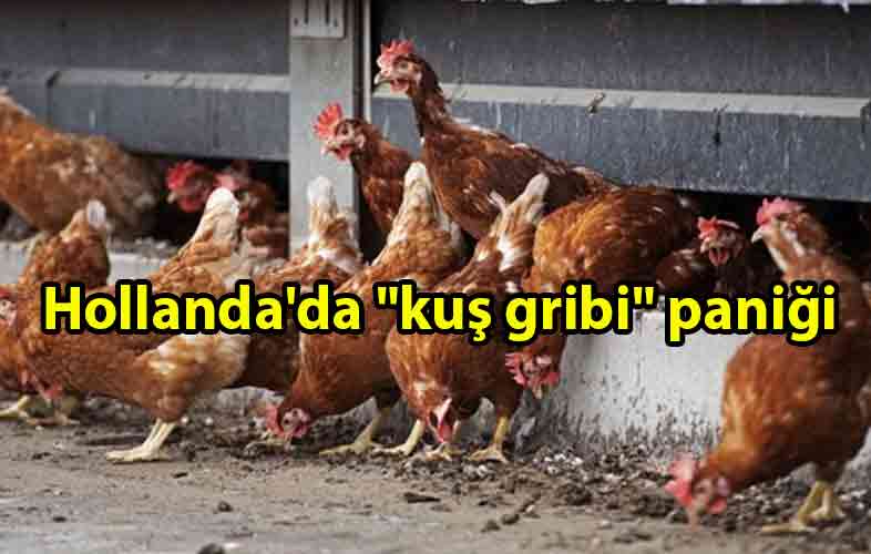 ozgur_gazete_kibris_Hollanda'da-_kus_gribi