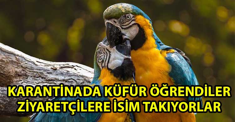 ozgur_gazete_kibris_Karantinadaki_papaganlar_birbirine_kufur_ogretti