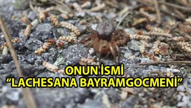 ozgur_gazete_kibris_Kıbrıs’a_özgü_yeni_bir_örümcek_türü