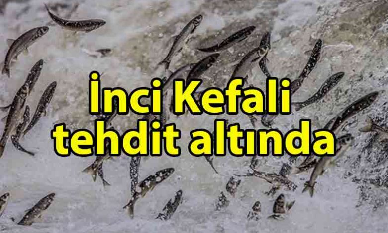 ozgur_gazete_kibris_İklim_değişikliği_inci_kefalini_de_tehdit_ediyor