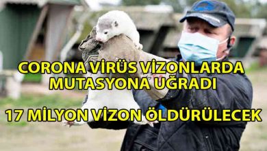 ozgur_gazete_kibris_Corona_virüs_vizonlarda_mutasyona_uğradı