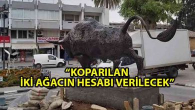 ozgur_gazete_kibris_harmanci_koparilan_iki_agacin_hesabi_verileek