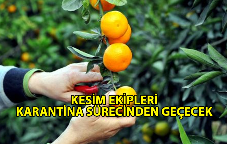 ozgur_gazete_kibris_narenciye-ekipleri