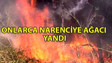 ozgur_gazete_kibris_narenciye_bahçesinde_yangın_çıktı