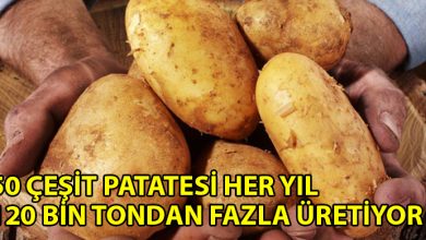 ozgur_gazete_kibris_Guney_50_bin_dekaralana_patates_ekimi_yapiyor