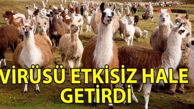 ozgur_gazete_kibris_Yeni_tedavi_umudu