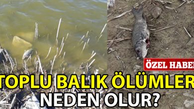 ozgur_gazete_kibris_Gonyeli_Goleti_nde_toplu_balik_olumu