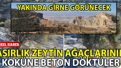 ozgur_gazete_kibris_zeytin_agaclari_girne_tas_ocaklari