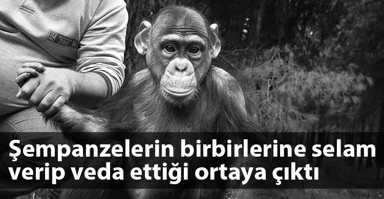 ozgur_gazete_kibris_sempanzeler_selam_veriyor