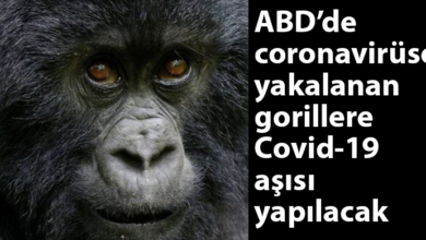 ozgur_gazete_kibris_covid_goril_virus_asi_abd