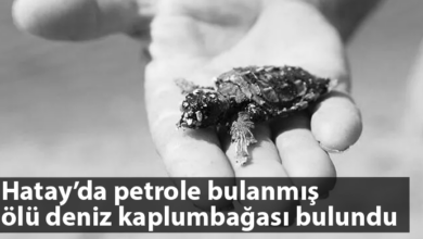 ozgur_gazete_kibris_hayat_sahil_petrol_olu_deniz_kaplumbagasi