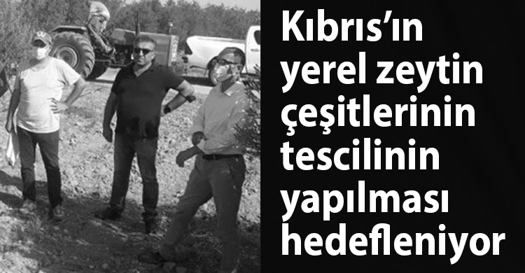 ozgur_gazete_kibris_yerel_zeytin_tescil