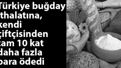 ozgur_gazete_kibris_bugday