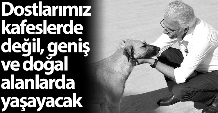ozgur_gazete_kibris_osman_bican_sokak_hayvanları