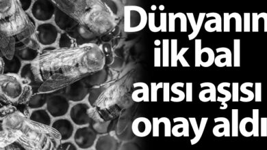 ozgur_gazete_kibris_dunyanin_ilk_bal_arisi_asisi_onay_aldi