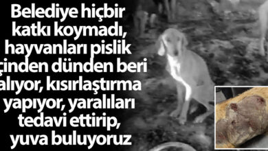 ozgur_gazete_kibris_akdogan_hayvan_barinagi